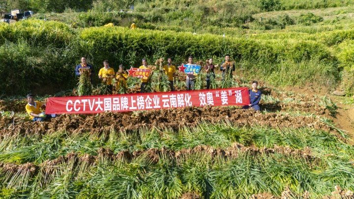 墨江象鼻村生姜大丰登！从种植、施肥到采摘，云南解化全程“呵护”